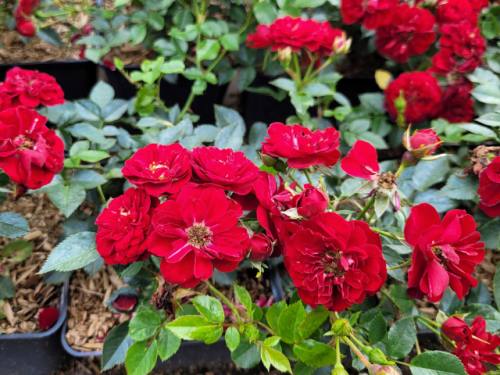 Rosa "The Fairy" rot - (Bodendeckerrose "The Fairy" rot),
